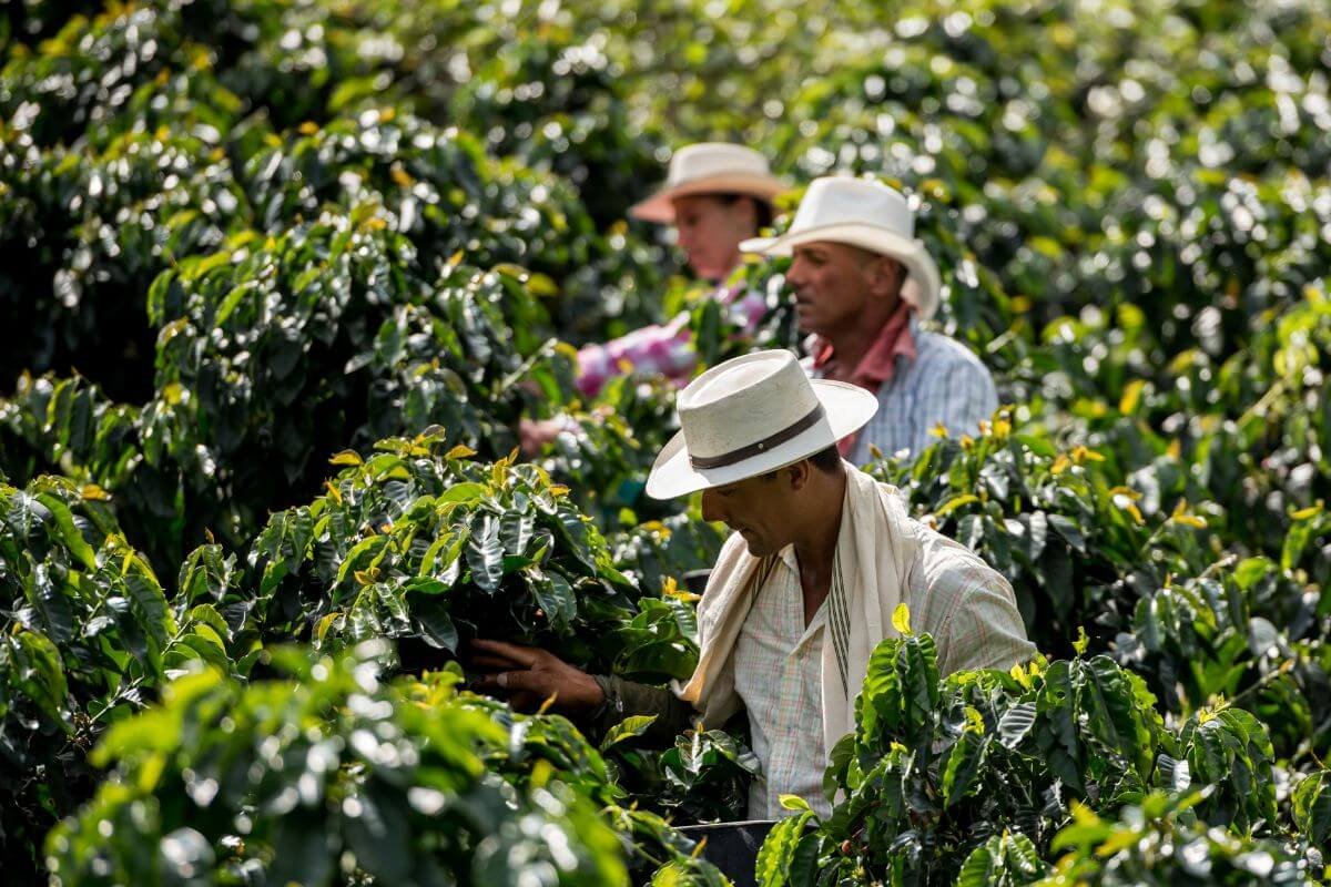 Colombian coffee farmers harvesting beans by hand in Salento